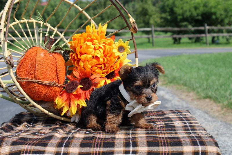 puppy, for, sale, Yorkshire Terrier, Matthew B. Stoltzfus, dog, breeder, Gap, PA, dog-breeder, puppy-for-sale, forsale, nearby, find, puppyfind, locator, puppylocator, aca